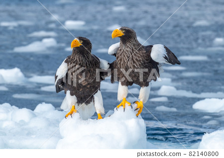 Shiretoko winter 82140800