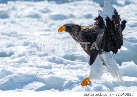 知床冬天 知床冬天 82140823