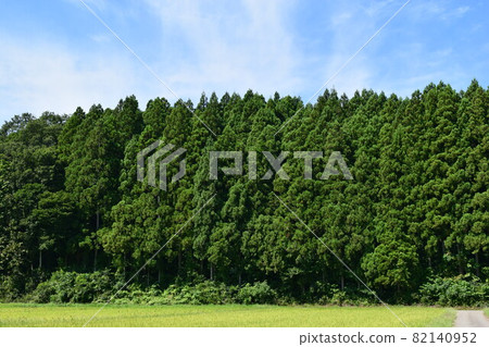 山形縣杉林山林 82140952