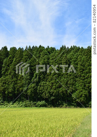 山形縣杉林山林 82140954