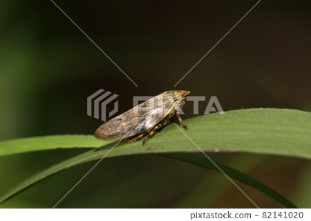 Hoshiawafuki 82141020