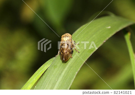 Hoshiawafuki 82141021