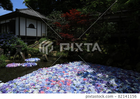 Amabiki Kannon Hydrangea in Ibaraki Prefecture Amabiki Kannon Hydrangea in Ibaraki Prefecture 82141156