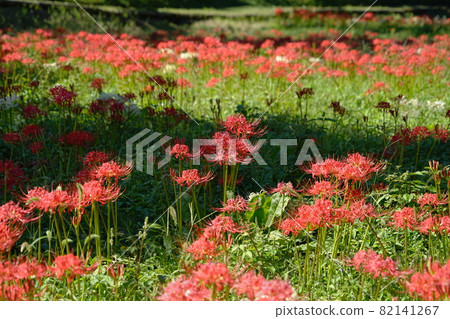 September Ome 120 Amaryllidaceae (Amaryllidaceae), Kasumikyuryo Nature Park September Ome 120 Amaryllidaceae (Amaryllidaceae), Kasumikyuryo Nature Park 82141267