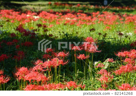 September Ome 119 Amaryllidaceae (Amaryllidaceae), Kasumikyuryo Nature Park September Ome 119 Amaryllidaceae (Amaryllidaceae), Kasumikyuryo Nature Park 82141268