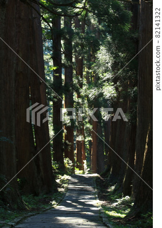 Cedar trees of Haguroyama 82141322