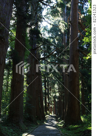 Cedar trees of Haguroyama 82141323