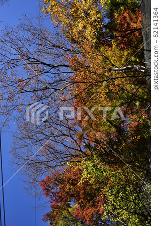 Autumn leaves that seem to fall from the sky Autumn leaves that seem to fall from the sky 82141364