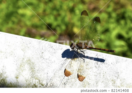 Dragonfly that stops on the guardrail 82141408