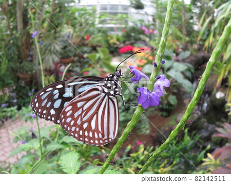 琉球淺木斑 琉球淺木斑 82142511