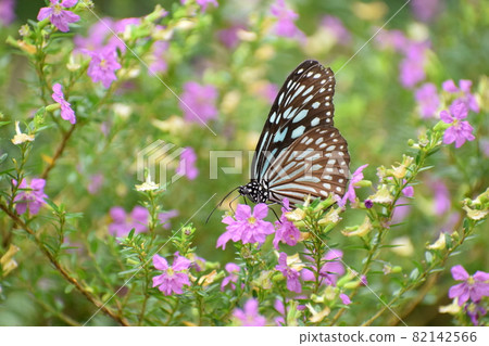 琉球淺木斑 82142566