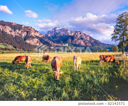 Germany Romantic Road Fuyussen Mountains, Neuschwanstein Castle and cow evening view Germany Romantic Road Fuyussen Mountains, Neuschwanstein Castle and cow evening view 82142571