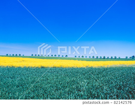 德國羅騰堡油菜花和一排樹 82142576