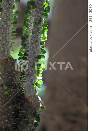 Thick two-leaf gold bar thorns and bark 82143080