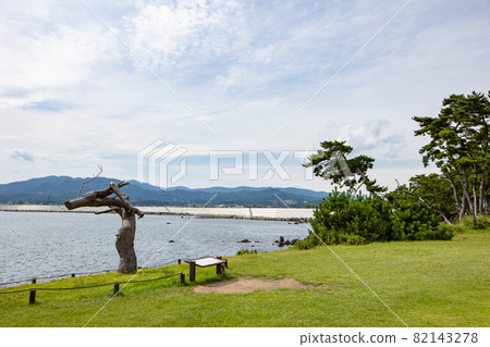 《Kesennuma, Miyagi Prefecture》 Iwaizaki, Ryu no Matsu 82143278