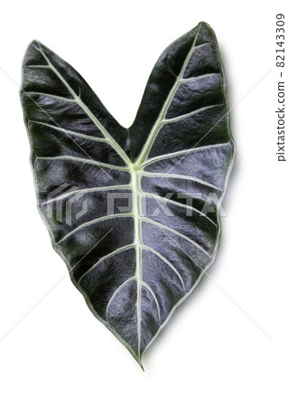 Close up tropical green leaf alocasia longiloba satun isolated on white background, clipping path 82143309
