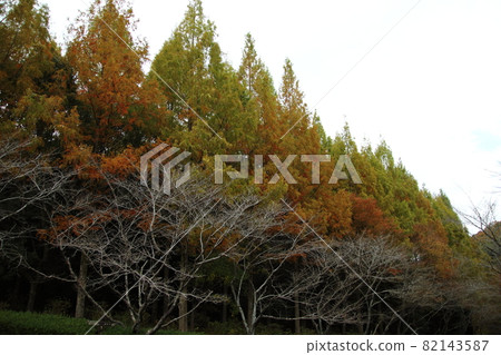 黃葉高樹秋葉景觀水杉 82143587