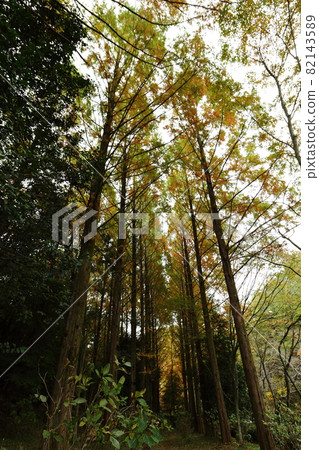 Autumn foliage landscape Metasequoia with yellow foliage 82143589
