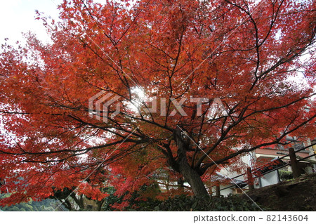 紅葉風景：進場的紅葉 82143604