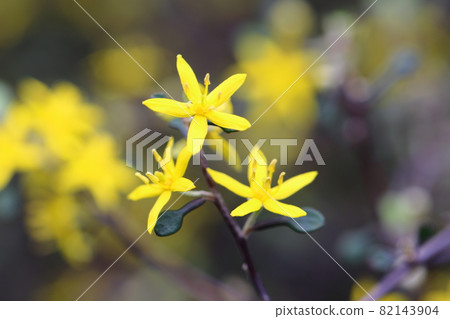 秋葵花 82143904
