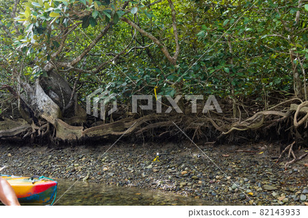 奄美的 Heritiera littoralis 奄美的 Heritiera littoralis 82143933