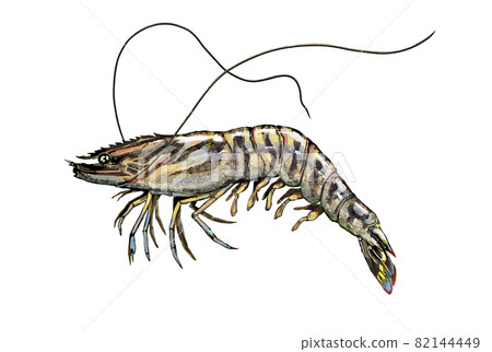 Illustration of prawns ――Transparent background ――Cut out 82144449