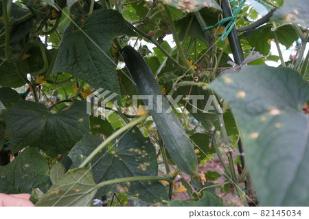 黃瓜 黃瓜 82145034