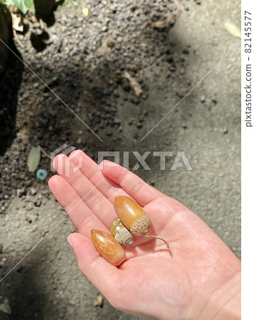 橡子的父母和孩子 82145577