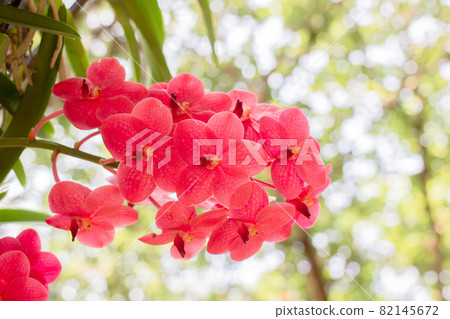 spring red orchids flower on a green and white bokeh background.orchid flowers taken at an exhibition in Thailand during the day time.selective focus. spring red orchids flower on a green and white bokeh background.orchid flowers taken at an exhibition in Thailand during the day time.selective focus. 82145672