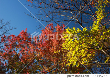 Red-yellow trees in the blue sky Autumn leaves 82145766