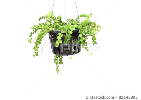 green plant hanging isolated collection on white background 82145998