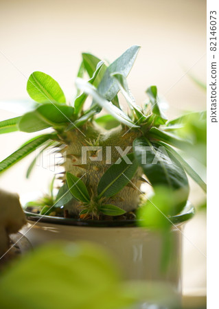 Photograph of Pakipodium 82146073