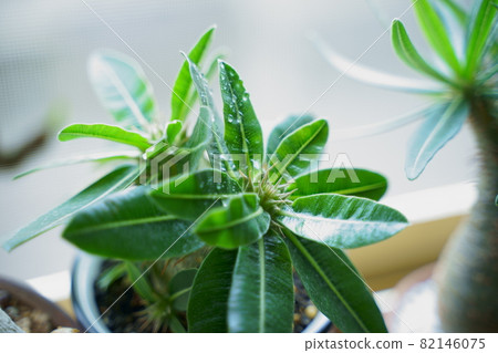 Photograph of Pakipodium Photograph of Pakipodium 82146075