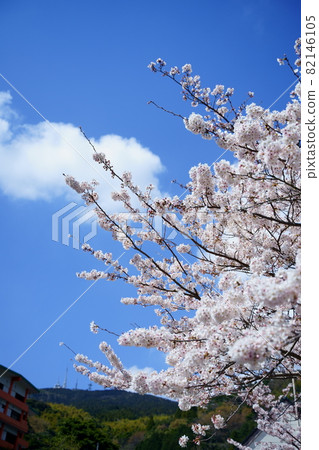 春天公園的櫻花的光輝 82146105