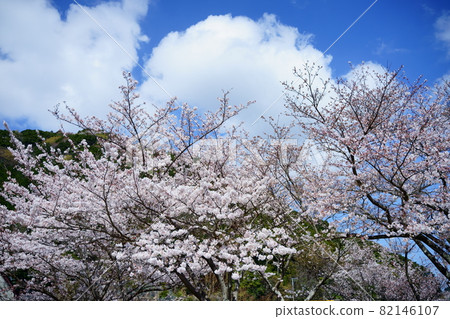 The brilliance of the cherry blossoms in the spring park The brilliance of the cherry blossoms in the spring park 82146107