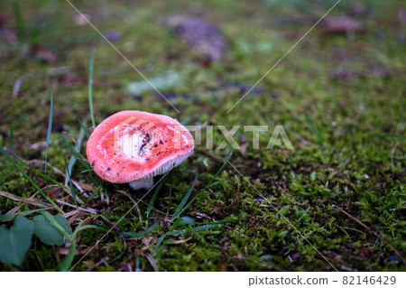 苔蘚和紅蘑菇 82146429