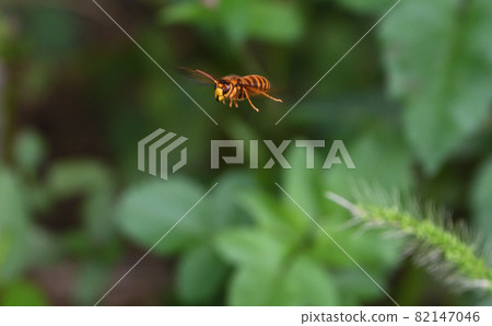 Flying Vespa simillima Flying Vespa simillima 82147046