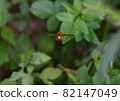 Flying Vespa simillima 82147049