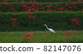 Cluster amaryllis and Great Egret 82147076