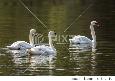 Graceful white Swans swimming in the lake, swans in the wild 82147210