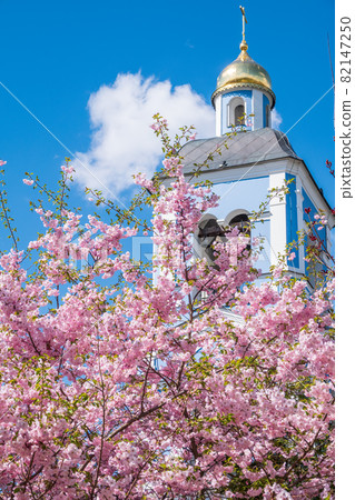 Lush blooming pink sakura blossoms on blue sky and church background Lush blooming pink sakura blossoms on blue sky and church background 82147250