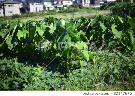 Taro 82147670