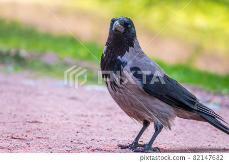 Black crow walks on green lawn. Raven on grass. Wild bird on meadow. 82147682