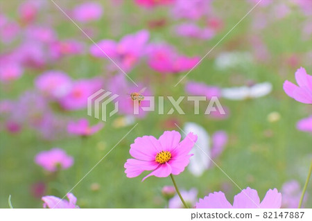 秋天的櫻桃和蜜蜂 82147887