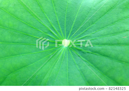 lotus leaf texture background lotus leaf texture background 82148325