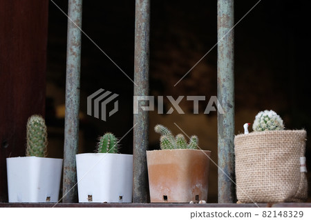 small beautiful cactus in the pot small beautiful cactus in the pot 82148329