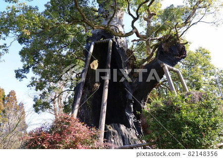 畑山神社的御木木 畑山神社的御木木 82148356