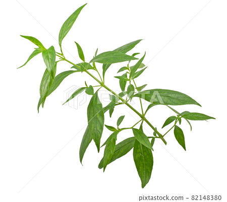 Andrographis paniculata (Green chiretta) isolated on a white background Andrographis paniculata (Green chiretta) isolated on a white background 82148380