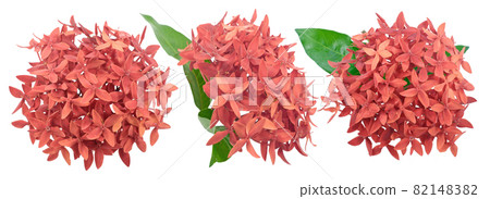 Ixora flower isolated on white background 82148382