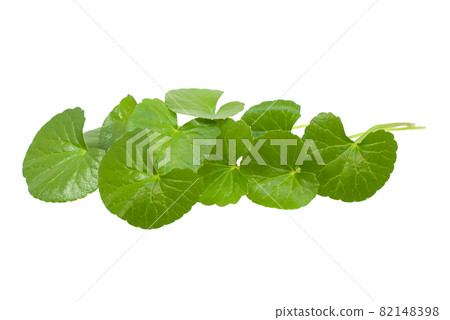 Centella asiatica isolated on white background 82148398